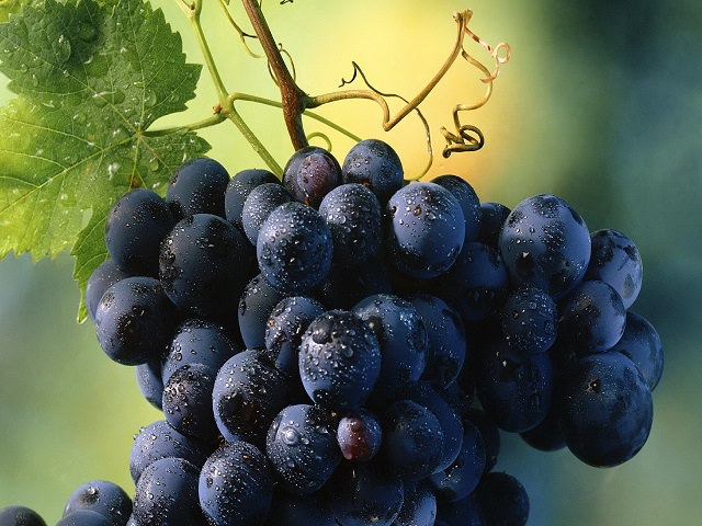 Виноградная гроздь крупным планом