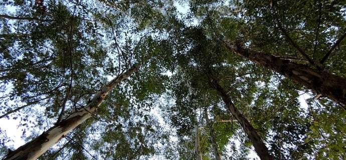 Are forest climate mitigation strategies one-size-fits-all?