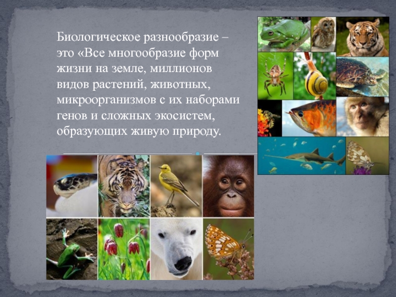 Как можно объяснить высокое разнообразие животных. Биологическое разнообразие земли. Разнообразие видов животных. Многообразие видов на земле. Разнообразие форм жизни на земле.