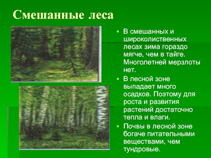 Тест смешанные леса. Тайга смешанный лес широколиственный лес. Широколистный лес тайги. Смешанные леса описание. Смешанные леса 4 класс.