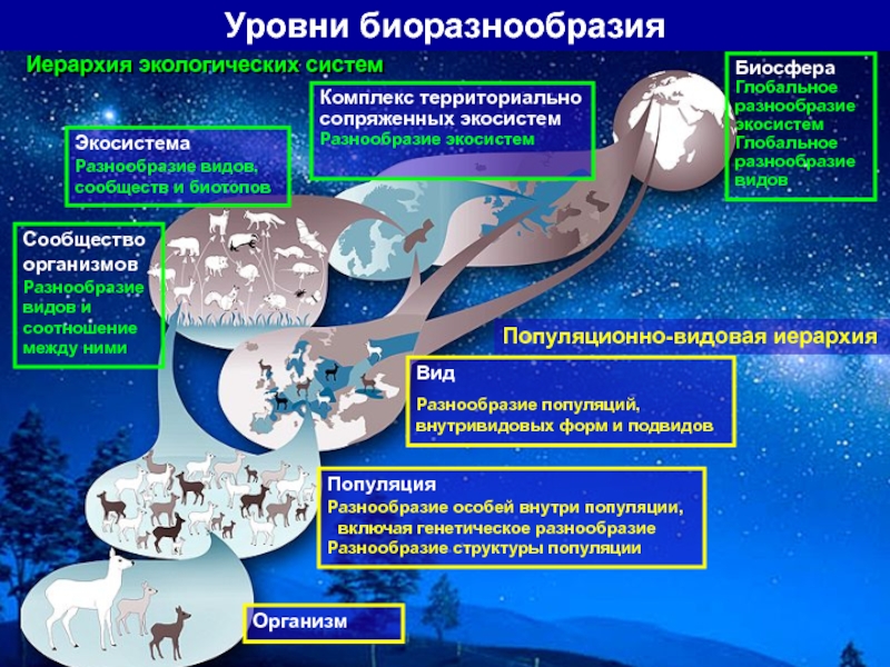 Проблемы устойчивости лесных экосистем в россии проект