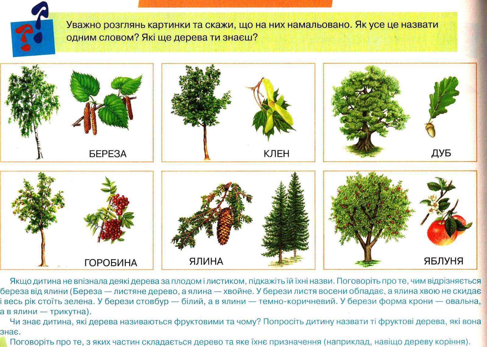 Деревья россии фото и название для детей