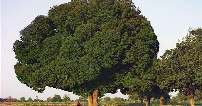 Карагач фото дерева и листьев