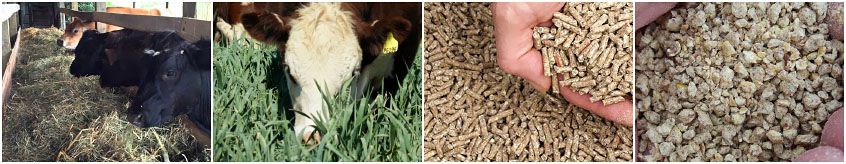 different kinds of animal feed