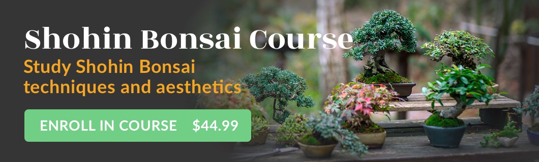 Shohin Bonsai Course