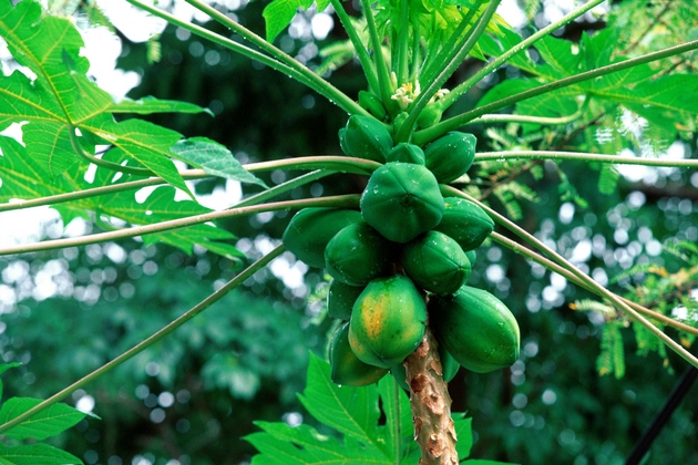 Papaya 10 Trees That Will Give Your Home a Filipino Touch