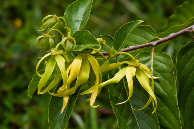 Ylang-ylang 10 Trees That Will Give Your Home a Filipino Touch