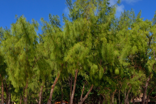 Agoho 10 Trees That Will Give Your Home a Filipino Touch