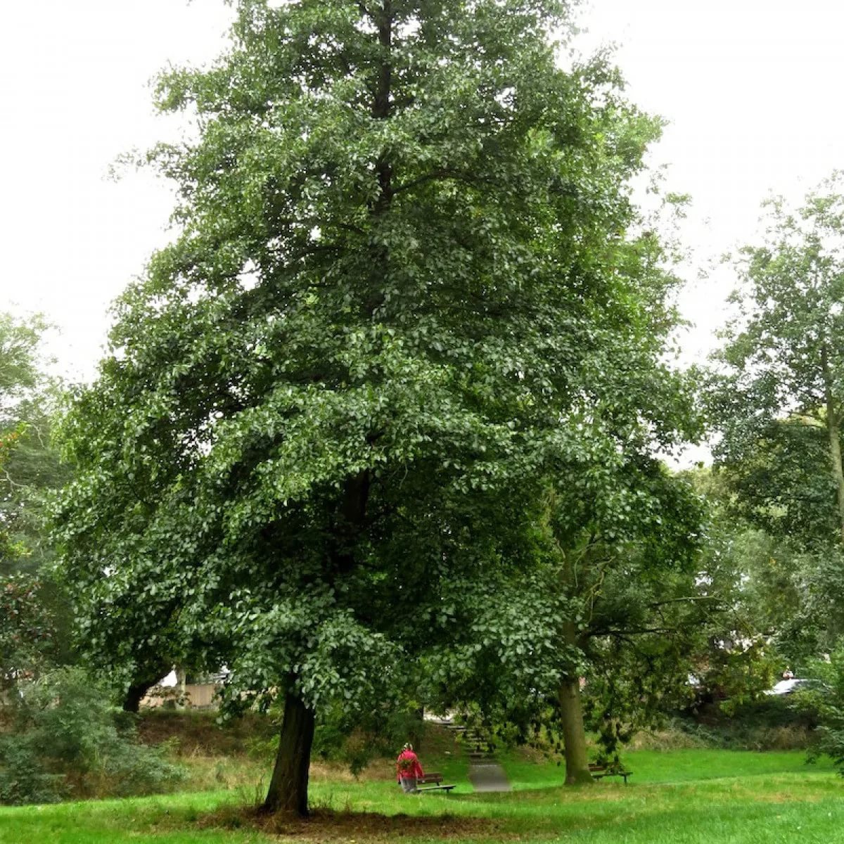 Ольха твердая фото дерева
