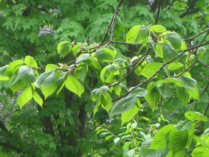 Вяз дерево фото с описанием листьев