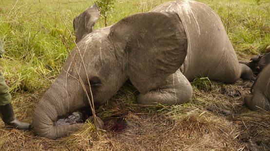 An elephant killed by poachers