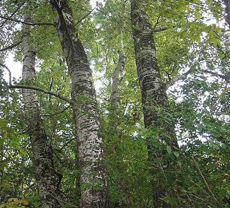 Самое распространенное дерево в России береза