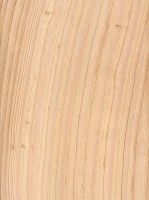 Atlantic White Cedar (Chamaecyparis thyoides)