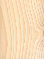 European Silver Fir (Abies alba)