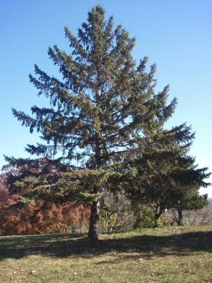 Spruce Tree (excurrent form)
