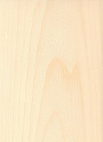 Subalpine Fir (Abies lasiocarpa)