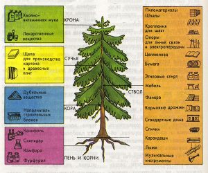 Твердые породы дерева для мебели