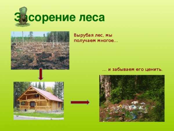 Доклад по теме Богатство лесов и их значение в биосфере