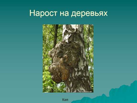 Презентация свойства дерева для дошкольников