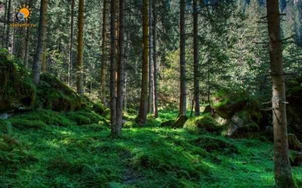Доклад: Богатство лесов и их значение в биосфере