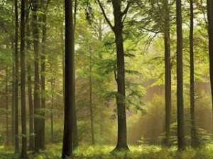 Реферат: Лес и его значение в экосистеме