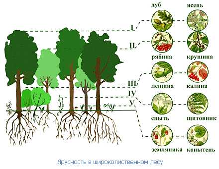 Доклад по теме Роль леса в экосистемах Дальнего Востока