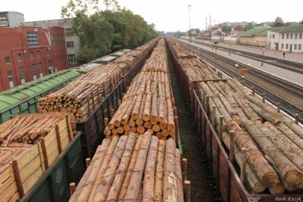 Доклад: Рубки и экспорт древесины в Китай - региональный фокус. Иркутская область