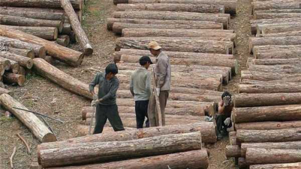 Реферат: Рубки и экспорт древесины в Китай - региональный фокус. Амурская область