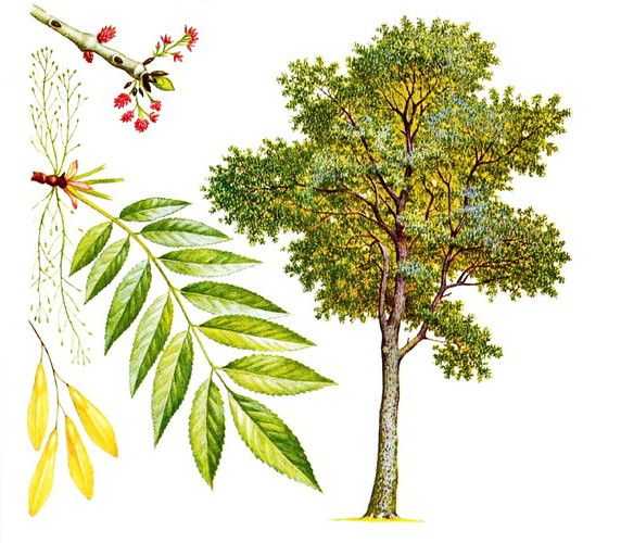 Фото лист ясень – как выглядит дерево и листья, описание и особенности .