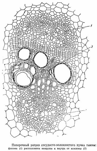 Рисунок основных элементов флоэмы