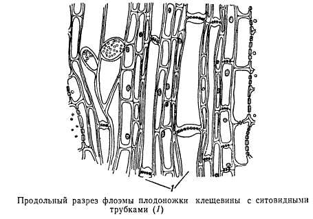 Проводящая ткань рисунок