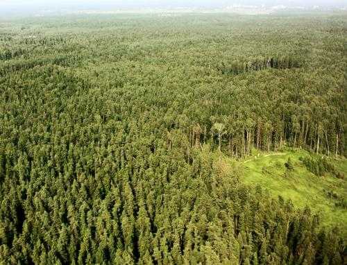 Реферат: Взаимное влияние леса и экологических факторов
