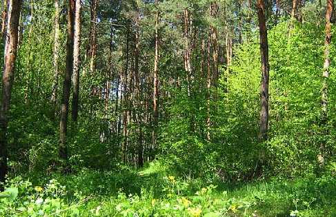 Forest bashkortostan ru проверить очередь на лес как