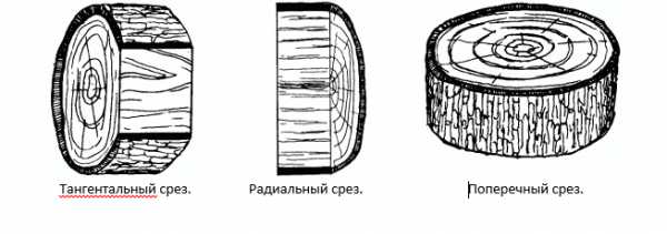 Калина твердость древесины