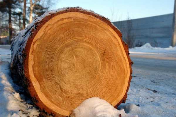 Лиственница свойства древесины – сибирская, европейская, даурская, их .
