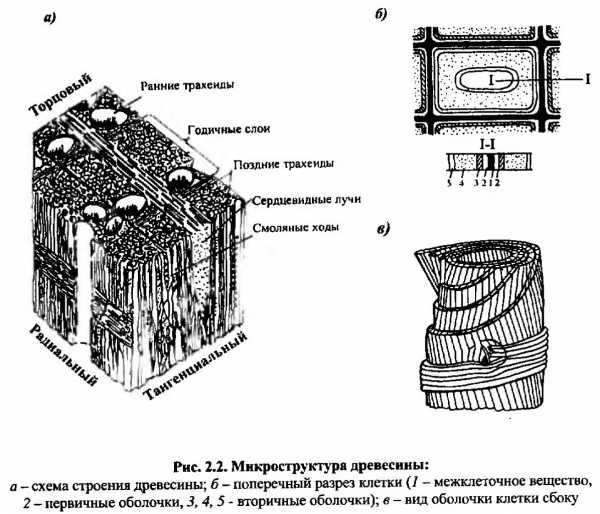 Структура древесины фото