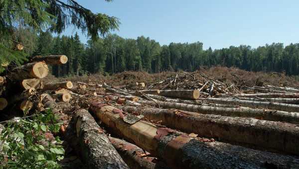 Реферат: Экологические проблемы лесного сектора России: породы деревьев, экосистемы, территории
