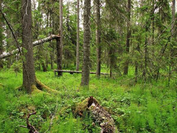Реферат: Роль лесов в природном комплексе и хозяйственной деятельности