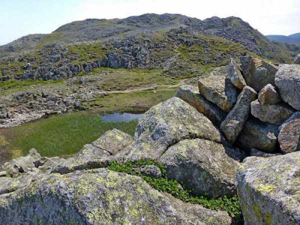 Самое маленькое дерево в мире фото