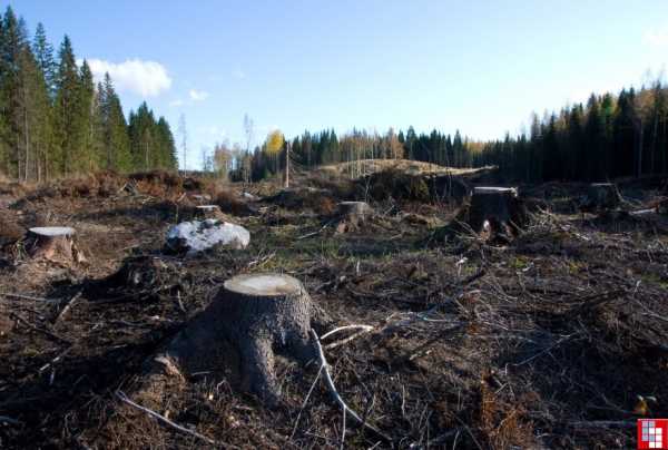 Реферат На Тему Вырубка Лесов В России