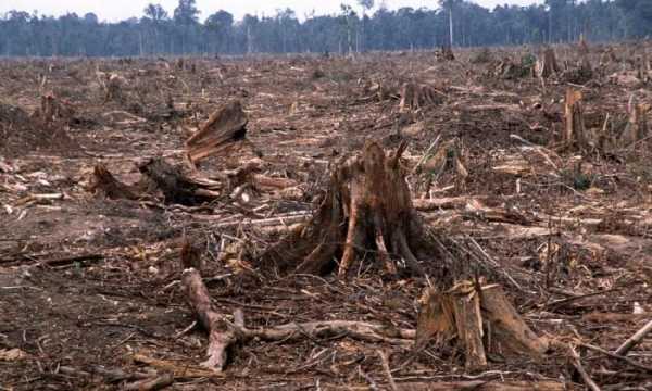 Реферат: Проблема лесов. Обезлесевание