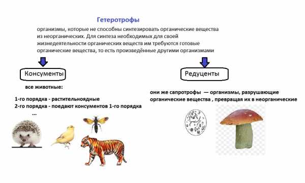 Причины устойчивости и смены экосистем презентация