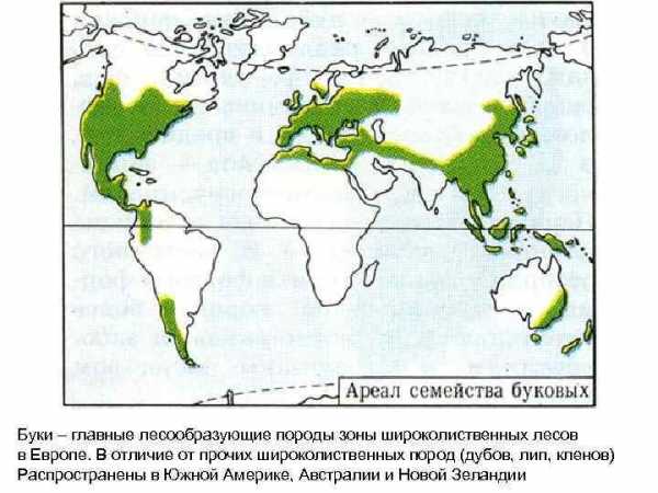 Смешанные и широколиственные леса карта